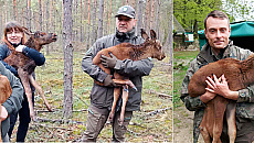Leśnicy uratowali młode łosie, których matka zginęła pod kołami samochodu Leśnicy uratowali młode łosie, których matka zginęła pod kołami samochodu